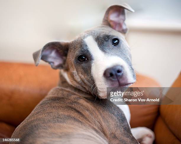 brindle staffordshire bull terrier puppy - staffordshire bull terrier stock pictures, royalty-free photos & images
