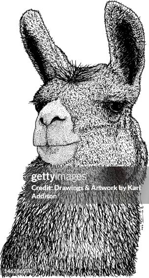 Llama Llama