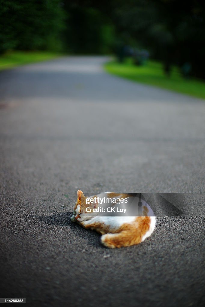 Cat nap road