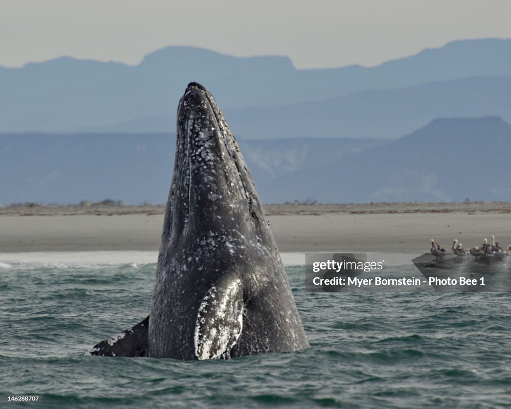 Gray whale breach