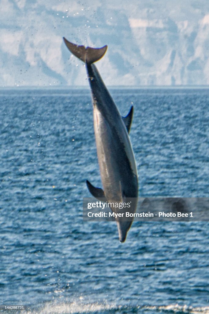 Bottlenose dolphins