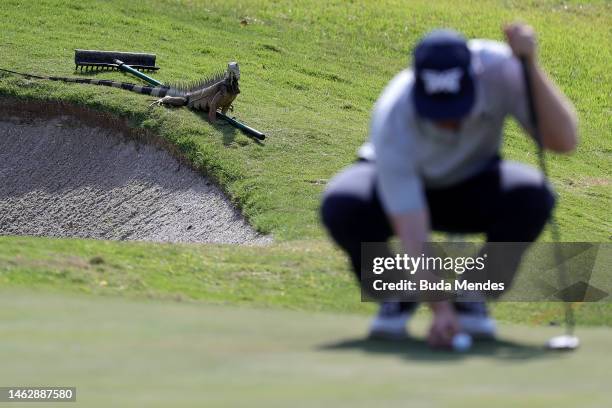 An iguana is seen on the 11 hole during the third round of The Panama Championship at Club de Golf de Panama on February 04, 2023 in Panama, Ciudad...