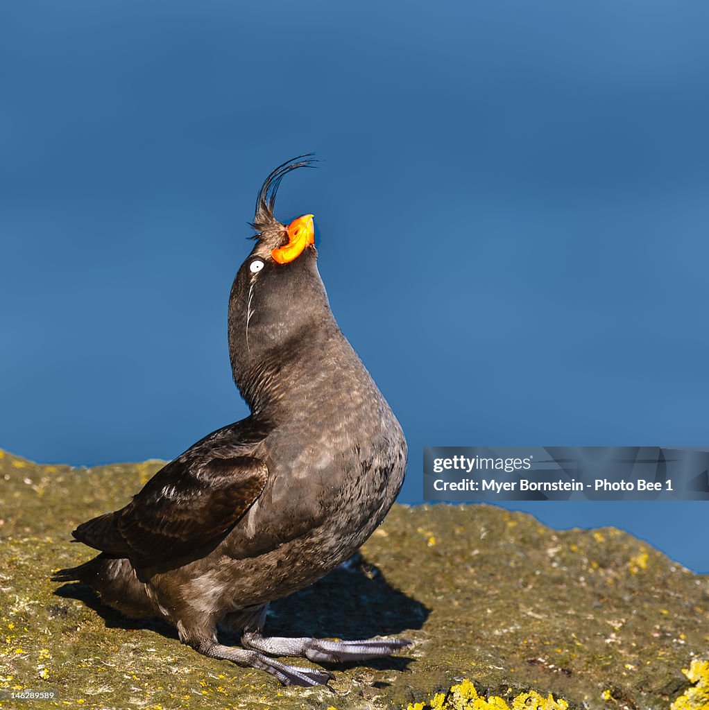 Crested Auklet