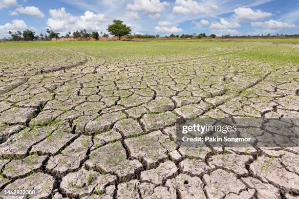 young rice plants waiting for water in a dry cracked field at the farm growers, nonthaburi, thailand - seco imagens e fotografias de stock