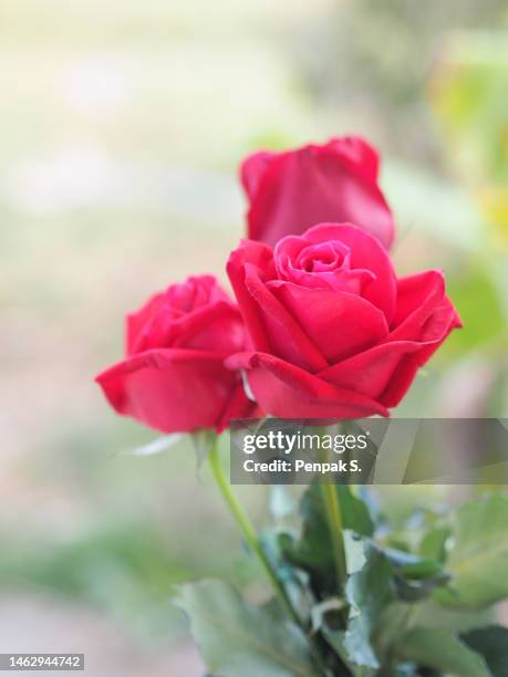 Red Roses Vertical Rose Wallpaper Vertical Pattern Photos and Premium High Res Pictures ...