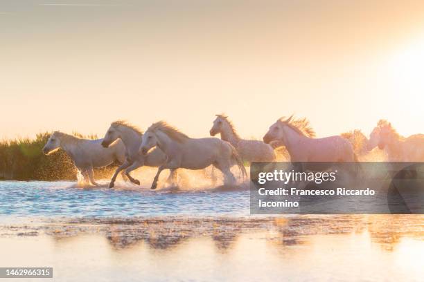 wild white horses of camargue running in water during idyllic sunset. - camargue stock-fotos und bilder