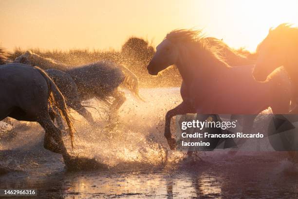 wild white horses of camargue running in water during idyllic sunset. - étalon photos et images de collection