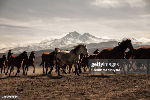 cavalli che corrono liberi - animale selvatico foto e immagini stock