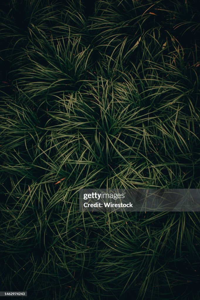Overhead shot of thin mondo grasses at a garden - great for gardening, nature landscape background