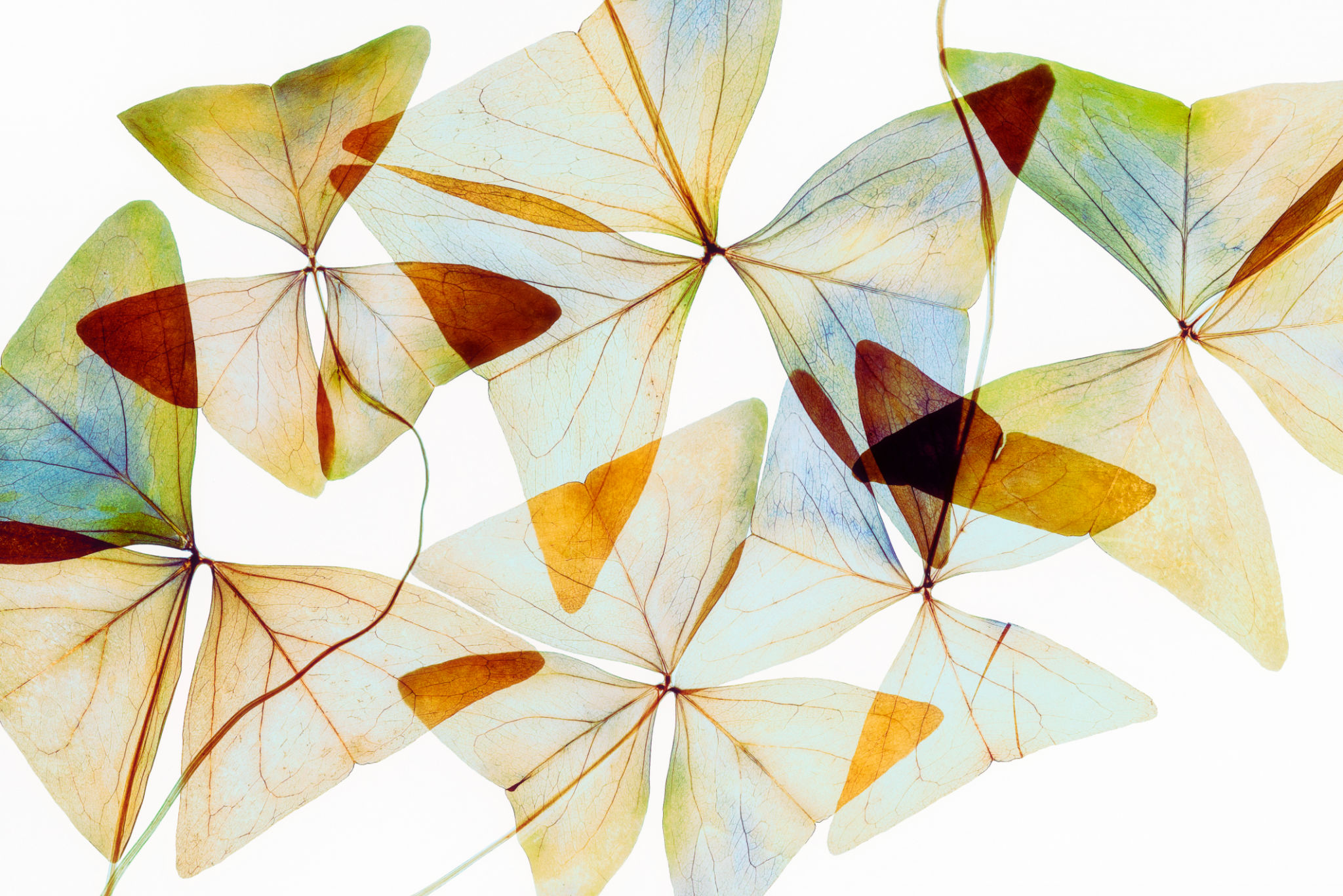 nature inspired art