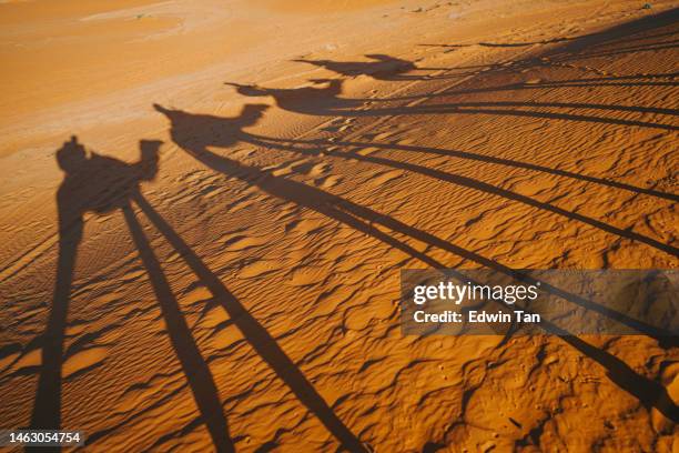 shadow of asian tourists on train of camels crossing sahara desert morocco led by tour guide herdsman during sunset - long shadow shadow stock pictures, royalty-free photos & images