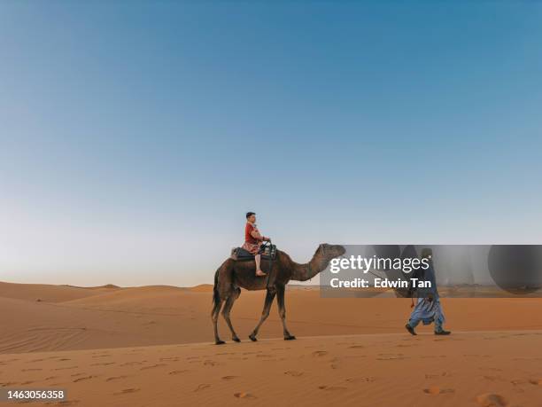 asiatische chinesische touristinnen, die auf dromedarkamelen reiten, die die sahara durchqueren marokko von einem reiseleiter hirten während des sonnenuntergangs geführt - dromedar stock-fotos und bilder