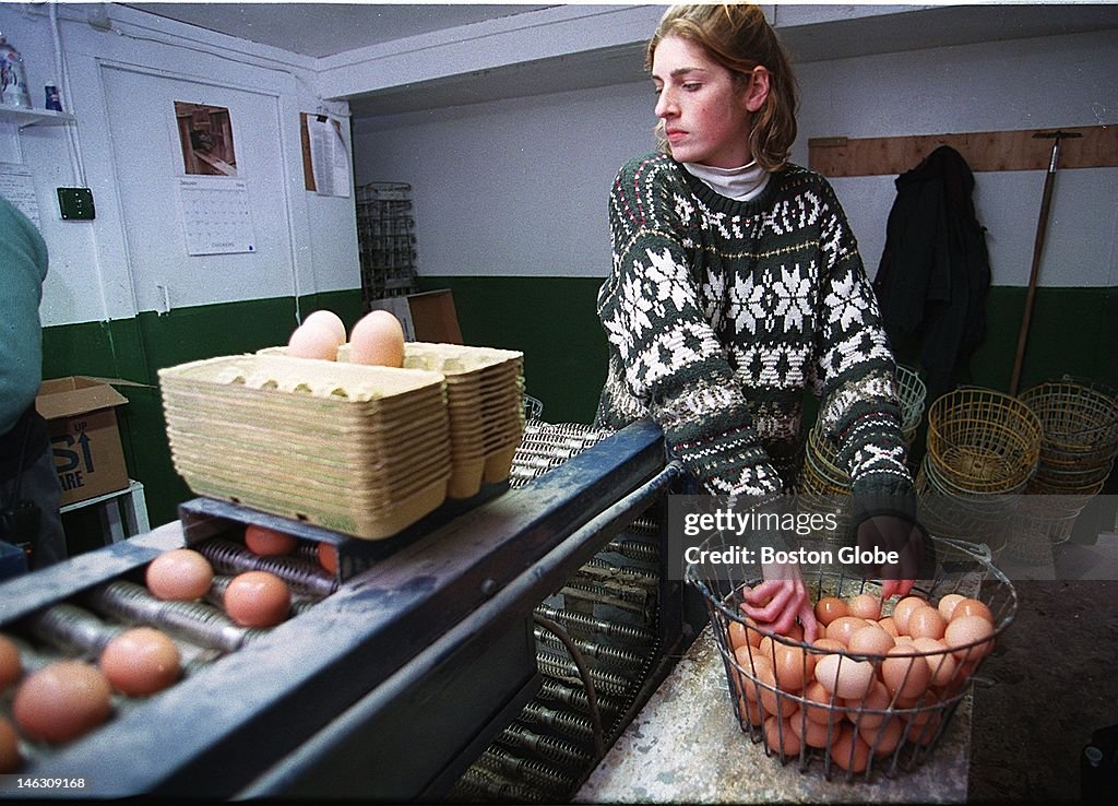 Sorting Eggs At Wilson Farm