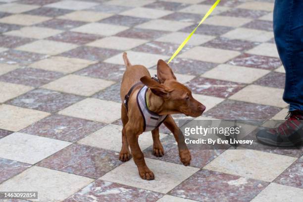 hungarian viszla puppy - animal harness stock pictures, royalty-free photos & images