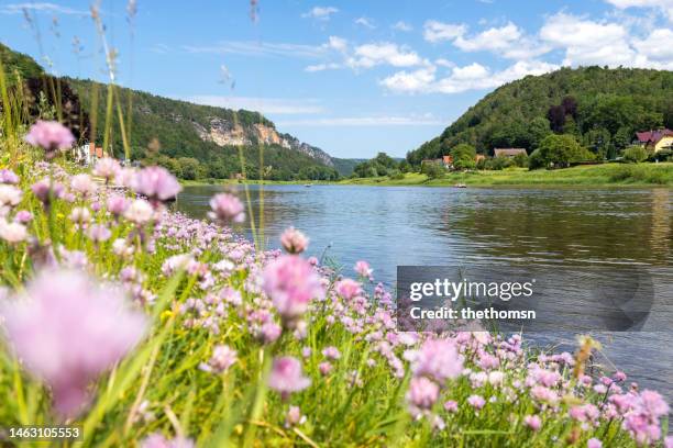 blooms of clover on riverside, saxony, germany - elbe river - fotografias e filmes do acervo