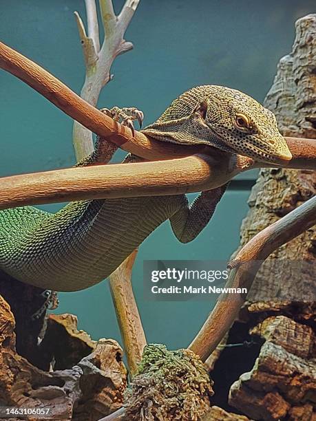 Tree Monitor 35 Emerald Tree Monitor Stock Photos, High-Res Pictures, and Images ...