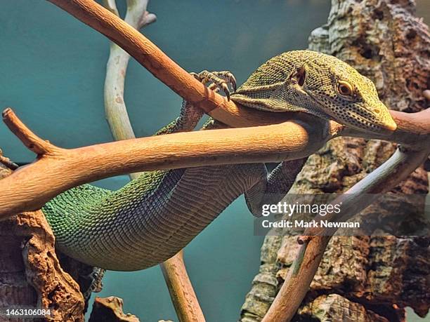 Tree Monitor 35 Emerald Tree Monitor Stock Photos, High-Res Pictures, and Images ...