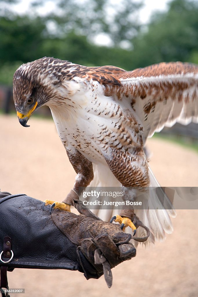 An eagle landing on a falconer's gauntlet