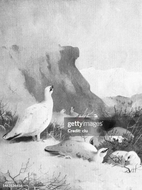 stockillustraties, clipart, cartoons en iconen met snow chicken family high up in the mountains - vogelpiek