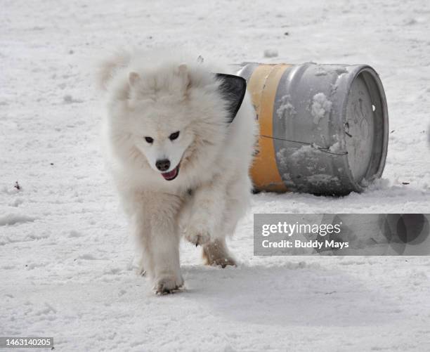 Beer Keg Racing Deschutes Beer Photos and Premium High Res Pictures - Getty Images