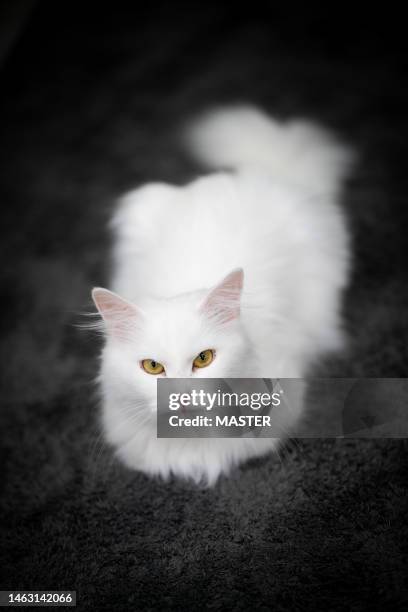 cat laying down - hairy asian stock pictures, royalty-free photos & images