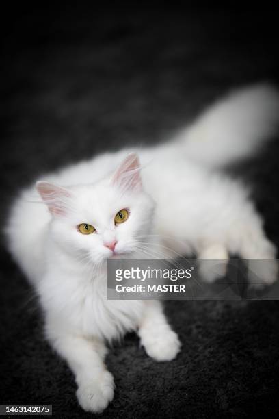 cat laying down - hairy asian stock pictures, royalty-free photos & images