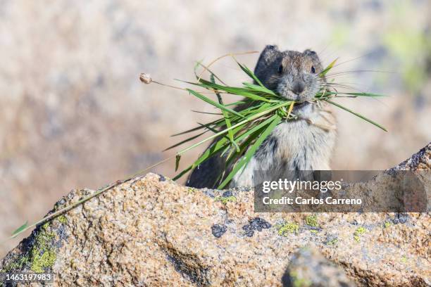 american pika gathering food - pika foto e immagini stock