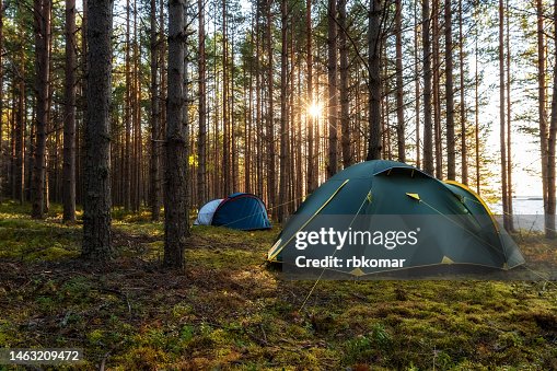 Camping tents in a pine sunny forest - scenic landscape during adventures on the lakes