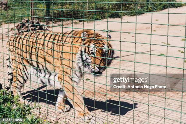 angry bengal tiger in a zoo cage. - animales en cautiverio fotografías e imágenes de stock