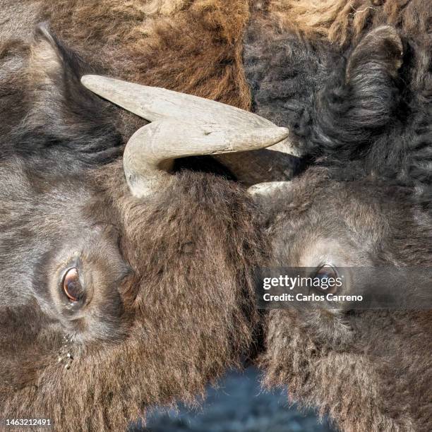 american bison head to head - rutting stock-fotos und bilder