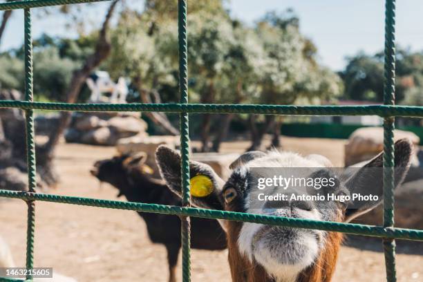 goat poking its head out on an animal farm - animal cruelty stock-fotos und bilder