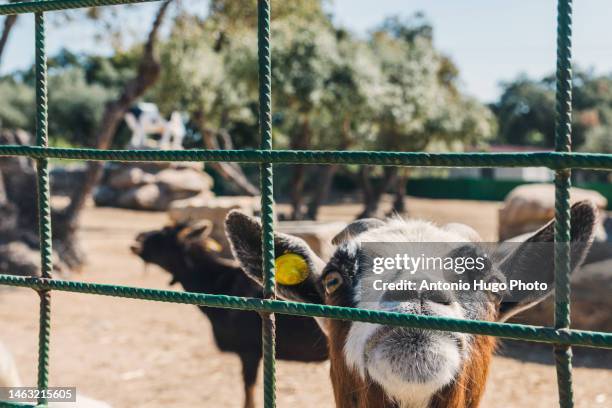 goat poking its head out on an animal farm - toledo zoo stock pictures, royalty-free photos & images