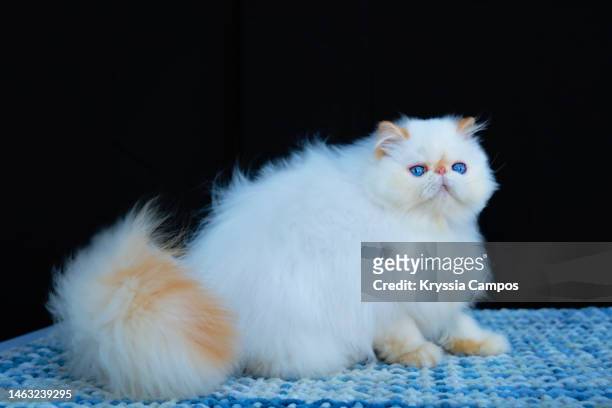 portrait of blue eyed himalayan cat - red lynx color point - ヒマラヤン ストックフォトと画像