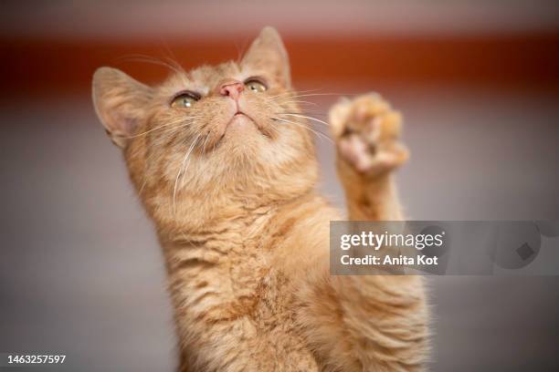 red cat with a raised paw - meowing ストックフォトと画像