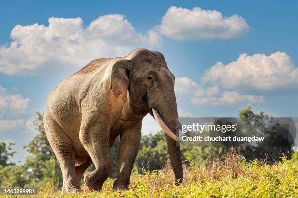 big elephant - elefante asiático fotografías e imágenes de stock