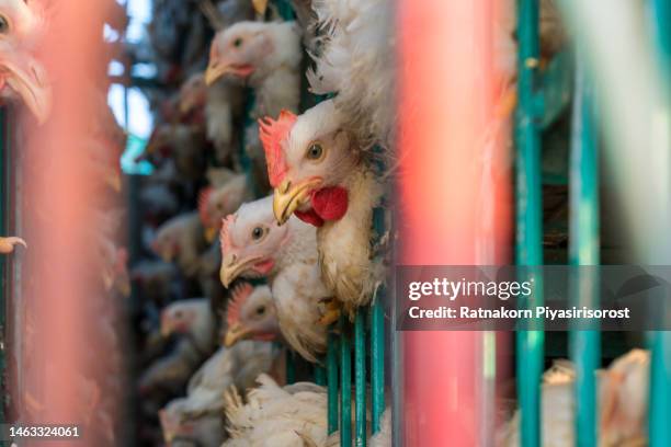 chicken transport in cramped cage on a pickup truck in pakistan. - slaughterhouse stock pictures, royalty-free photos & images