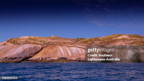 australian fur seals, wilson's promontory national park, south gippsland victoria australia - wilsons promontory national park stock pictures, royalty-free photos & images