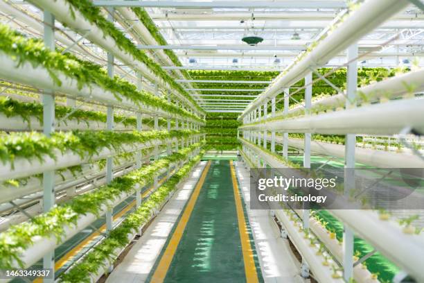 soilless cultivation vegetable factory - hidropónica fotografías e imágenes de stock