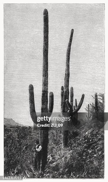 サグアロ(カルネギー・ギガンテア)、木版画、1899年出版 - メキシコ　サボテン点のイラスト素材／クリップアート素材／マンガ素材／アイコン素材