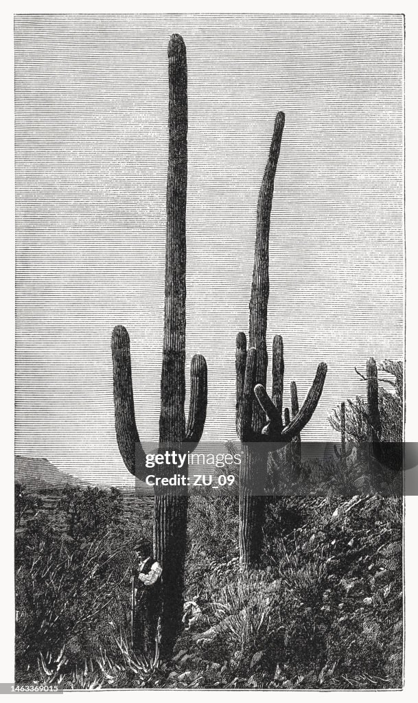 Saguaro (Carnegiea gigantea), wood engraving, published in 1899