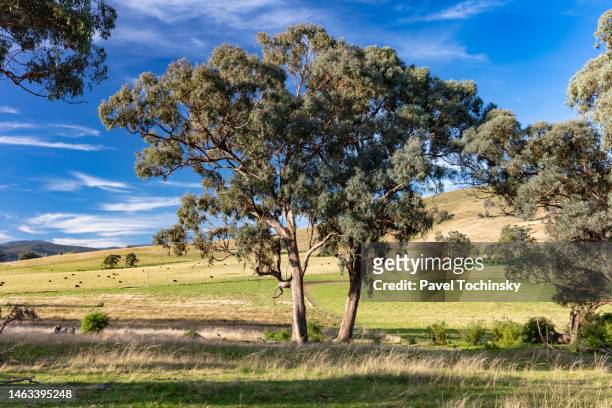 typical rural gippsland landscape in victoria,, australia, 2022 - gippsland imagens e fotografias de stock