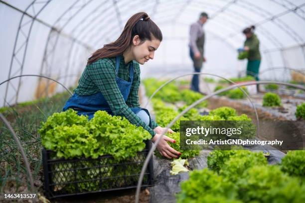 woman harvesting lettuce from greenhouse. - green salad stock pictures, royalty-free photos & images