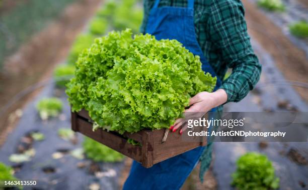 primer plano de una trabajadora agrícola sosteniendo una caja con lechuga fresca. - cabbage family fotografías e imágenes de stock