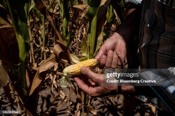 corn crop affected by drought - dry vegetables stock-fotos und bilder