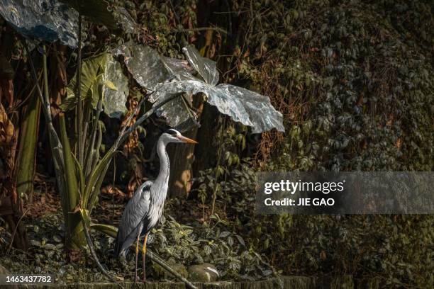 egret by the lotus pond - zuid china stockfoto's en -beelden