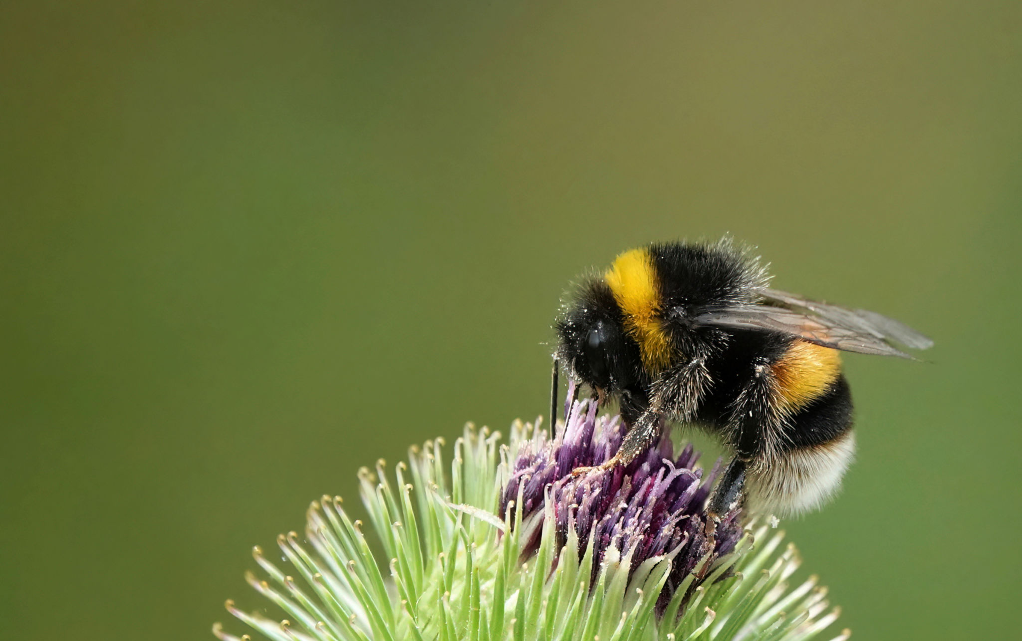 pollinator bee