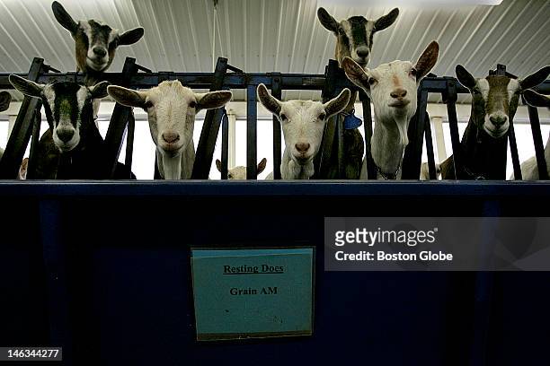 Resting does - goats - at GTC Farm, which is GTC Biopharmaceuticals breeding and milking farm. This small Massachusetts company may soon start...