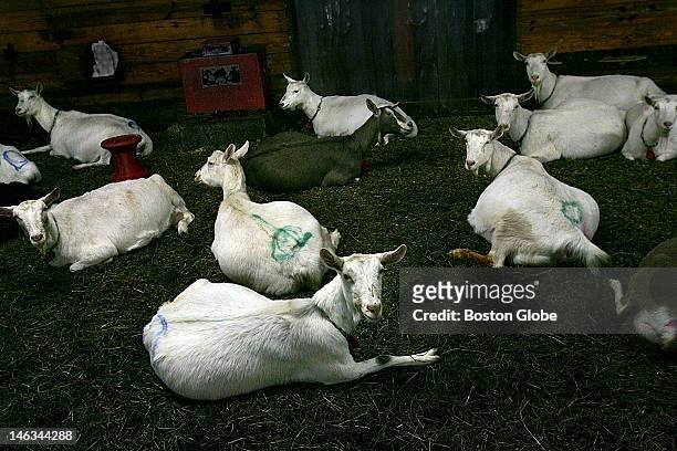 Pregnant goats at GTC Farm, which is GTC Biopharmaceuticals breeding and milking farm. This small Massachusetts company may soon start producing the...
