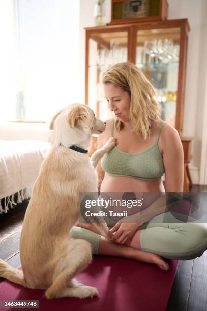 schwangere, yoga mit hund, fitness und tierpflege, schwangerschaftsgymnastik und zen, achtsamkeit und gesund. wellness lifestyle, schwangerschaft und pilates mit mutterschaft und haustier golden retriever zu hause - animal brain stock-fotos und bilder