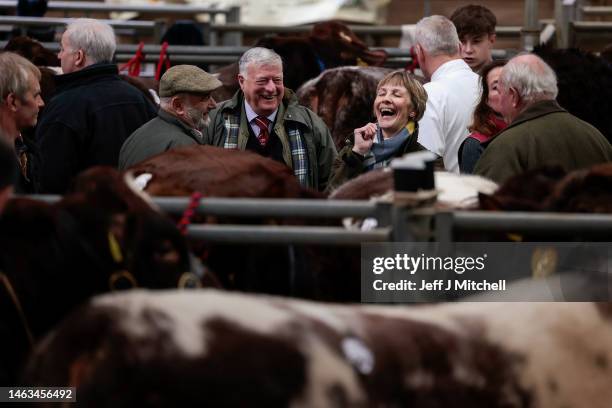 Cattle are prepared for auction at the Stirling Bull Sale on February 06, 2023 in Stirling, Scotland. This is a society sale held under the auspices...